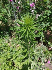 Magnoliopsida