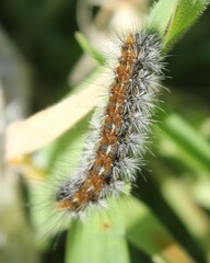 Diacrisia sannio