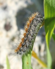 Diacrisia sannio