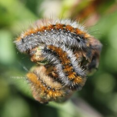 Diacrisia sannio