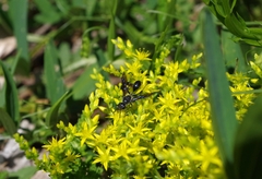 Isodontia mexicana