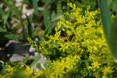 Isodontia mexicana
