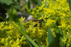 Isodontia mexicana