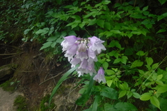 Penstemon calycosus