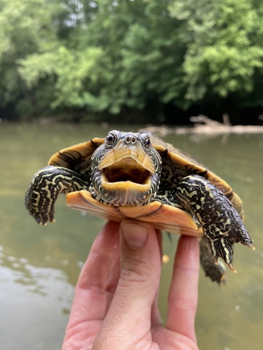 Northern Map Turtle