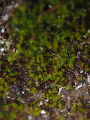 Takakia