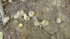 Canis lupus italicus