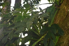 Monstera dissecta