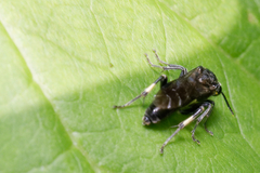 Macrophya ribis