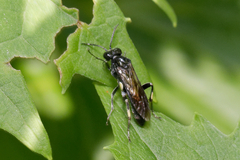 Macrophya ribis