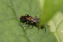 Macrophya ribis