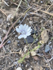 Blepharipappus scaber