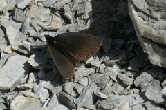 Erebia pluto
