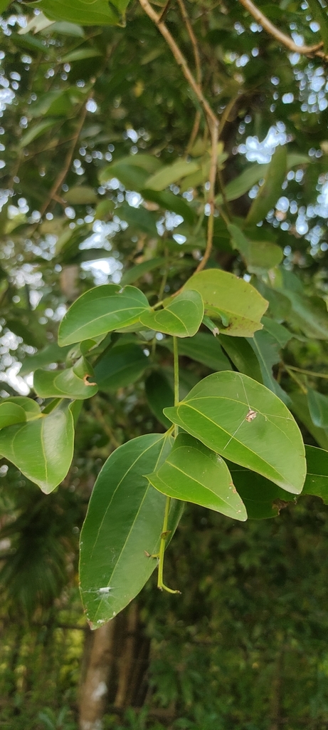 Cinnamomum burmanni, R72M+G7H, Kodamthuruth, Kerala 682008, India