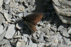 Erebia pluto