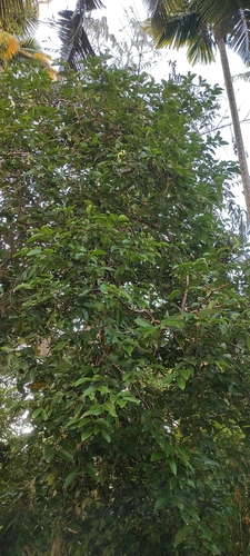 Cinnamomum burmanni