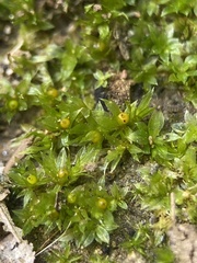 Physcomitrium serratum