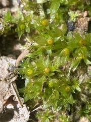 Physcomitrium serratum