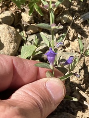 Scutellaria antirrhinoides