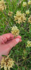 Trifolium ochroleucon
