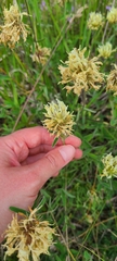 Trifolium ochroleucon