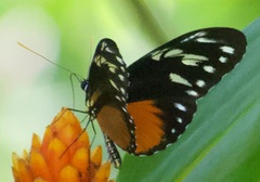 Heliconius hecalesia