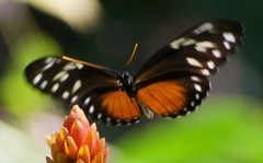 Heliconius hecalesia