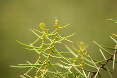 Acacia rupicola