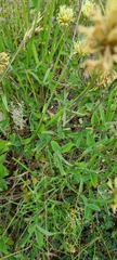 Trifolium ochroleucon