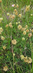 Trifolium ochroleucon