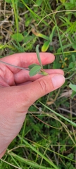 Trifolium ochroleucon