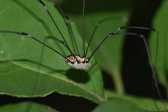 Leiobunum aldrichi