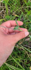 Trifolium ochroleucon