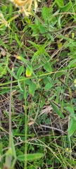Trifolium ochroleucon