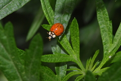 Harmonia axyridis