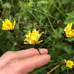 Crepis paludosa