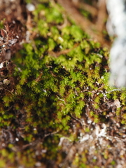 Takakia