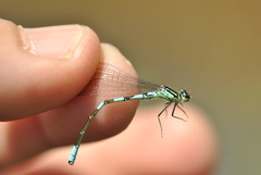 Coenagrion resolutum