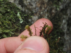 Sphenolobopsis pearsonii