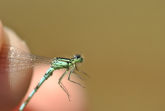 Coenagrion resolutum
