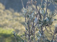 Plectorhyncha lanceolata