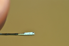 Coenagrion resolutum