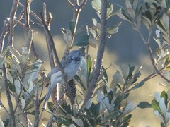 Plectorhyncha lanceolata