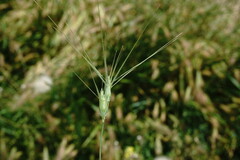 Aegilops neglecta