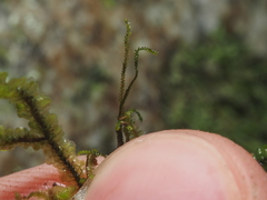 Sphenolobopsis pearsonii