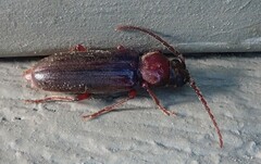Arhopalus rusticus