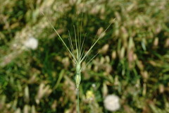 Aegilops neglecta