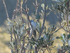 Plectorhyncha lanceolata