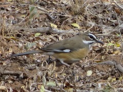Cercotrichas quadrivirgata