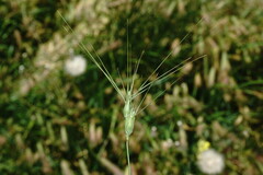 Aegilops neglecta